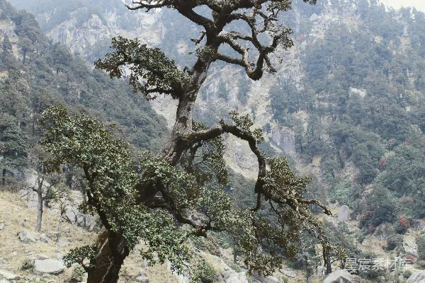 高清摄影 一座山间的一棵孤树