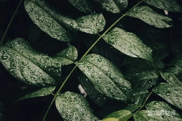高清摄影 绿叶上的水珠
