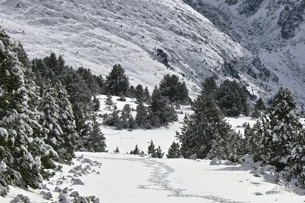 高清摄影 一座覆盖着积雪的山，山上有树木。