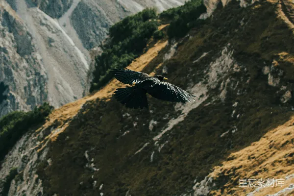 高清摄影 一只大鸟飞过山边