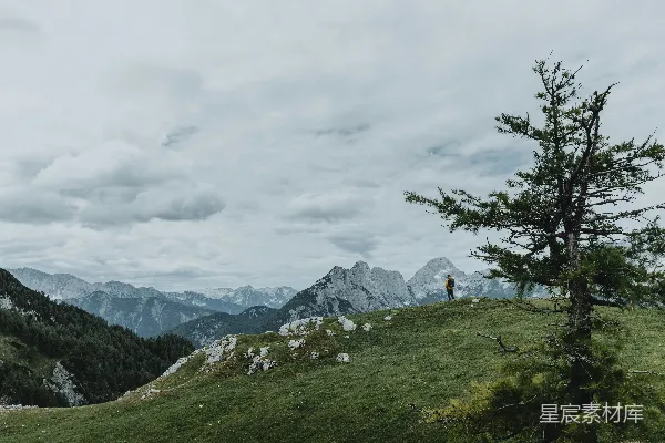高清摄影 一座孤零零的树矗立在草地丘陵上，背景是连绵的山脉。