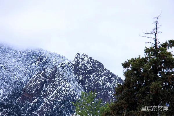 高清摄影 山峦和树木覆盖着白雪