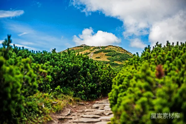 高清摄影 一条通往山峰的林中小径