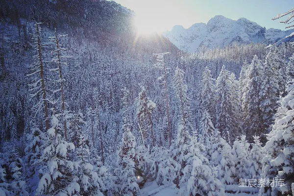 高清摄影 白天被雪覆盖的树木和山脉