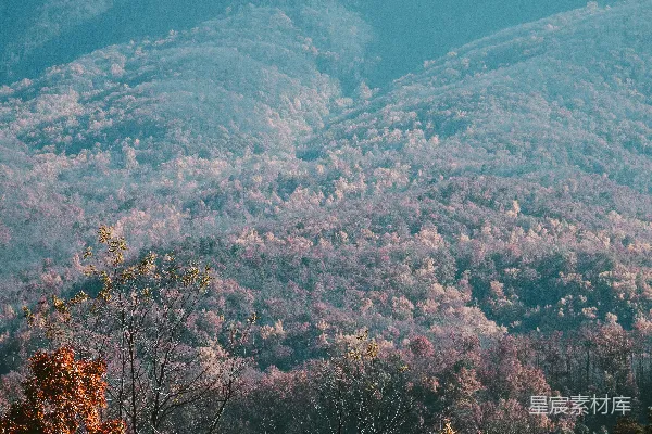 高清摄影 一座山脉的远景，前景中有树木。