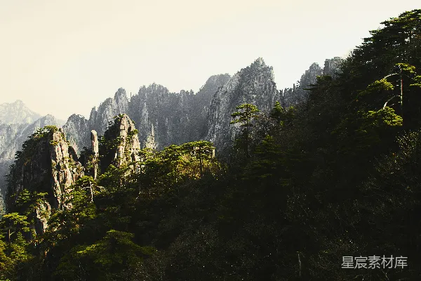 高清摄影 悬崖边的绿树