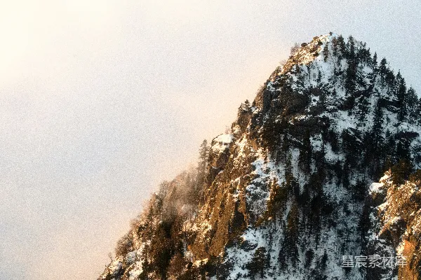 高清摄影 夕阳西下，雪山之巅覆盖着皑皑白雪，松树环绕其间。