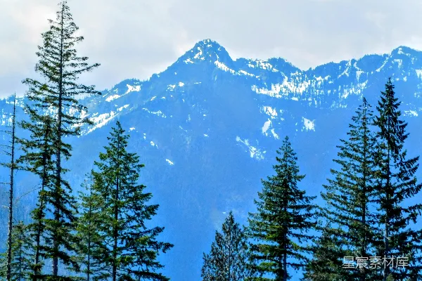 高清摄影 一群树木，背景中有一座山。