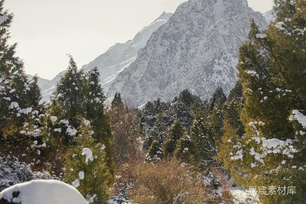 高清摄影 覆盖着雪的森林，背景中有一座山。