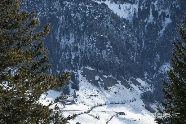 高清摄影 白天雪山上绿松树