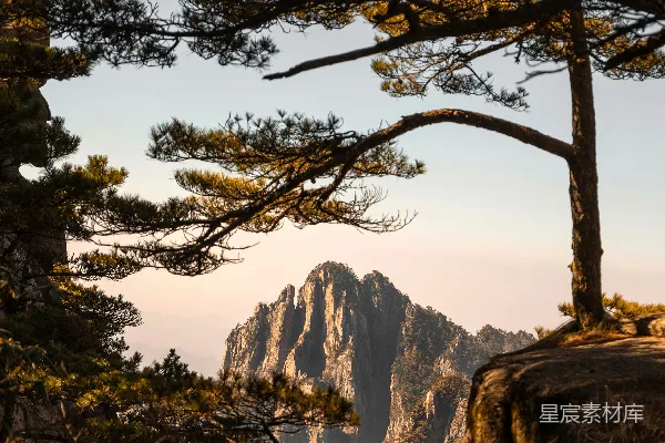 高清摄影 山被一棵树框住。