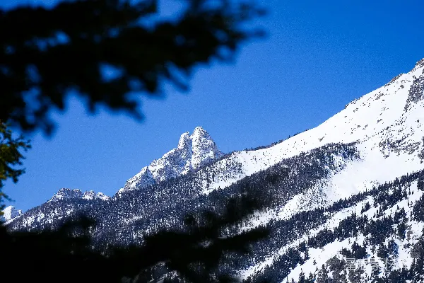 高清摄影 一座被雪覆盖的山，前景中有树木。