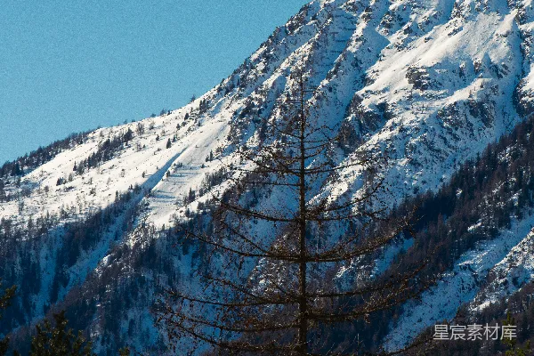 高清摄影 一座被雪覆盖的山，前景中有树木。