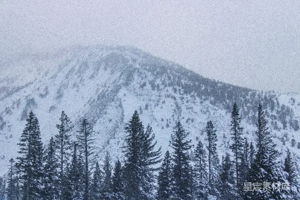 高清摄影 覆盖着雪的山，前景中有树木。