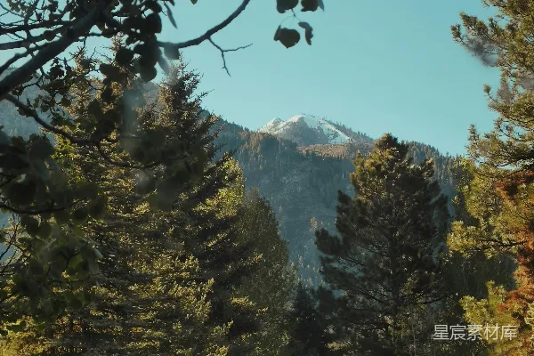 高清摄影 透过树木看山的景象