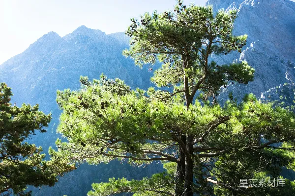 高清摄影 白天山上的绿树
