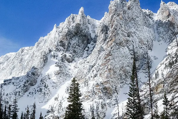 高清摄影 覆盖着雪的山峰，前景中有树木。