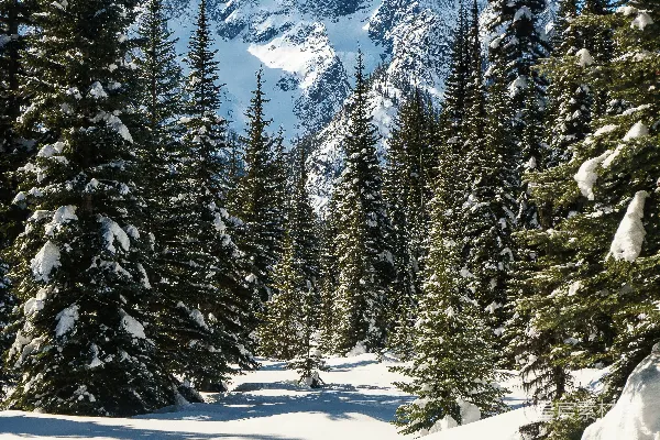 高清摄影 穿着黑色夹克和黑色裤子的人站在雪覆盖的地面上，旁边是绿色的松树。