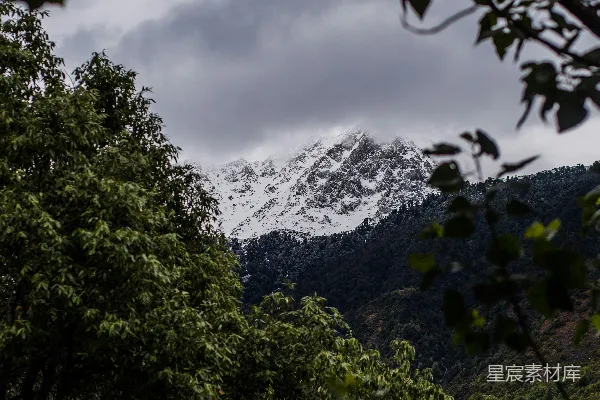 高清摄影 透过树木看到的被积雪覆盖的山峰