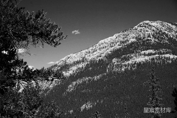 高清摄影 白雪覆盖的山峰，前景中有松树。