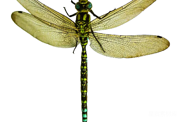 元素素材 苍蝇 moth