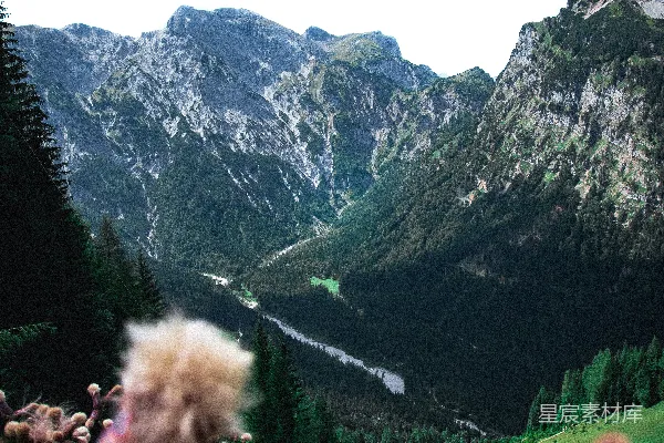 高清摄影 紫色花朵和山景