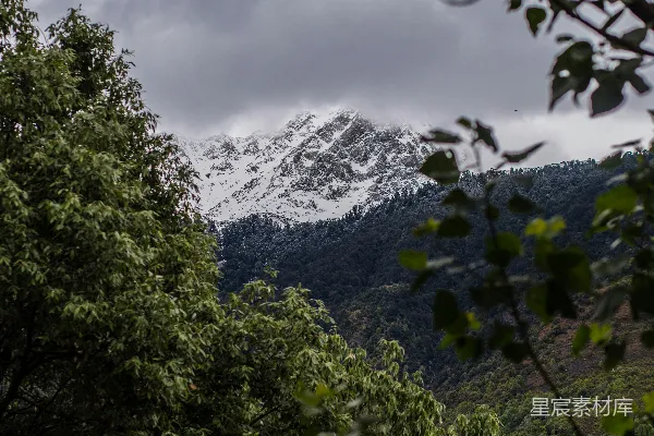 高清摄影 透过一些树木，可以看到一座雪山。