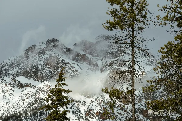 高清摄影 被雪覆盖的山峰，前景是松树。