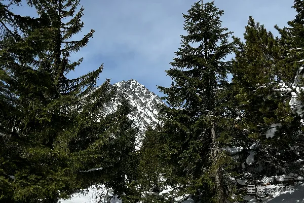 高清摄影 白雪覆盖的山路和常青树。