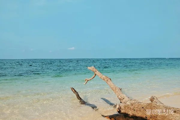 高清摄影 海滩上的树枝