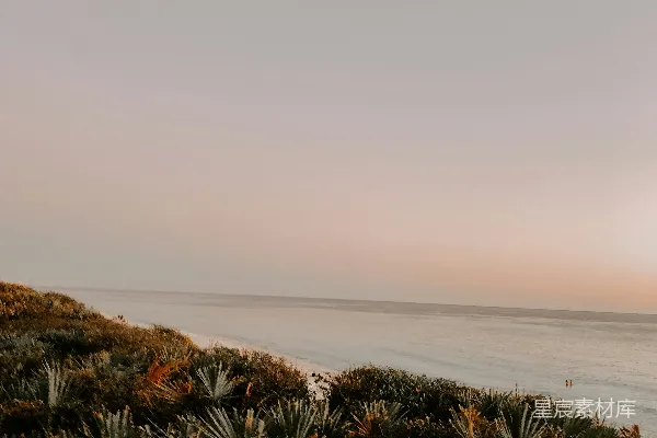 高清摄影 海边的草