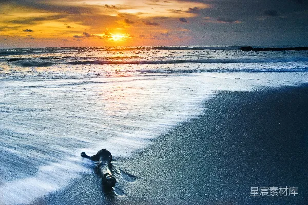 高清摄影 一只狗正躺在海滩上，夕阳正在落下。