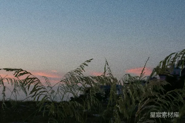 高清摄影 日落时分，海草在海滩上摇曳。