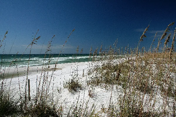 高清摄影 一片沙滩，前景中有海草。