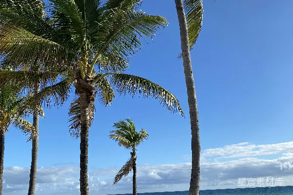 高清摄影 一个有棕榈树和蓝天的海滩