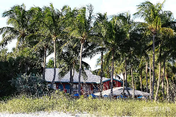 高清摄影 一所房子被棕榈树环绕，位于海滩上。