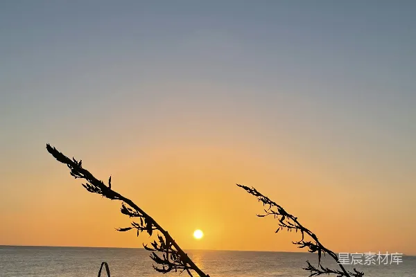 高清摄影 夕阳正挂在海面上，前景中有一根树枝。