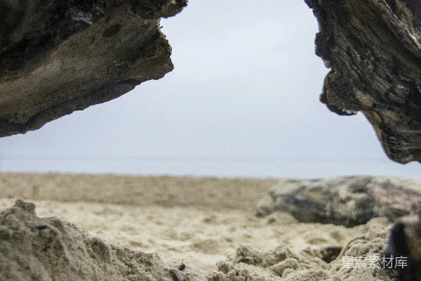 高清摄影 海滩上一棵树干的特写。