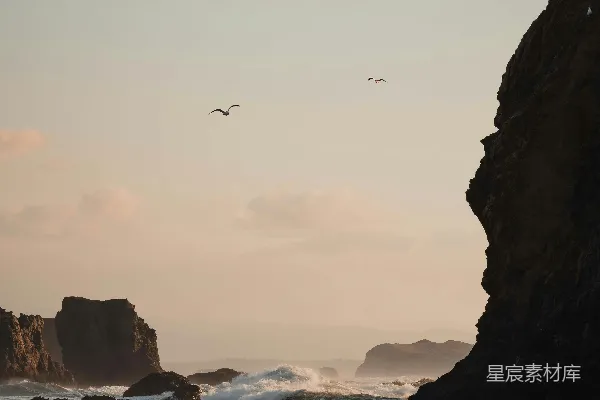 高清摄影 一只鸟飞过海滩