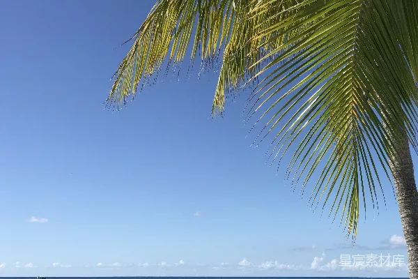 高清摄影 白天海边的绿色棕榈树