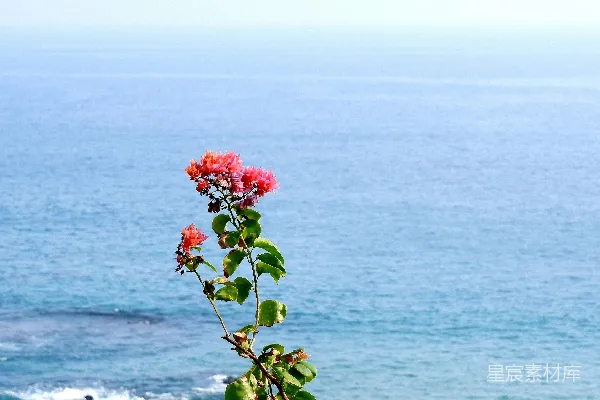 高清摄影 花儿在海边绽放。