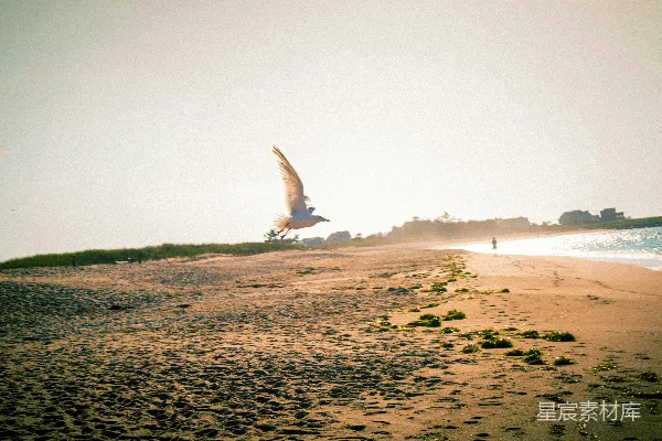 高清摄影 白天，一只白鸟飞过大海。