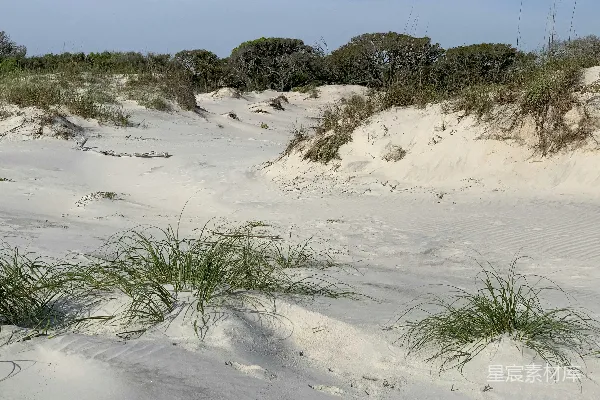 高清摄影 一个沙质海滩上长着草地。