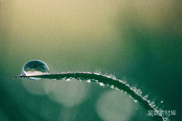 高清摄影 绿色植物顶部水滴的 Macro 照片