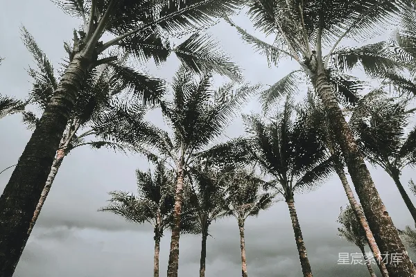 高清摄影 海滩上的一群棕榈树