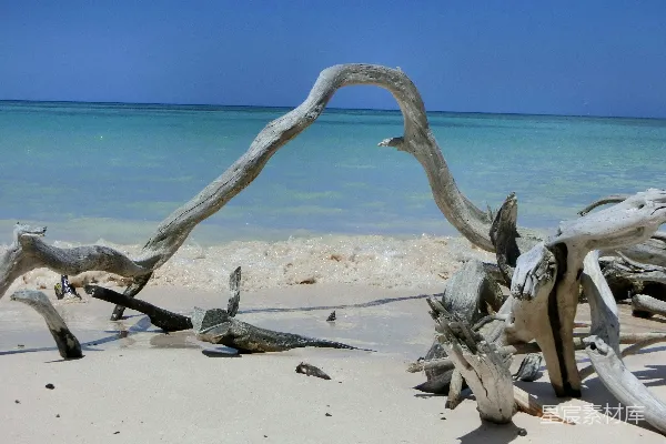 高清摄影 沙滩上的漂流木，背景是蓝色的海水。