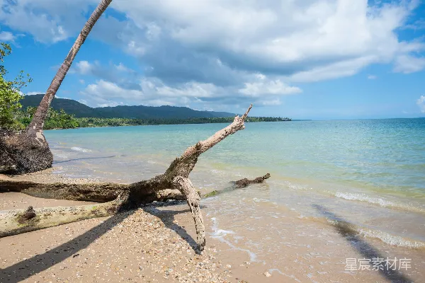 高清摄影 在热带海滩上漂浮着的枯木，海水清澈湛蓝，波澜不惊。