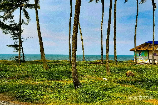 高清摄影 草地上一片棕榈树丛中的小屋