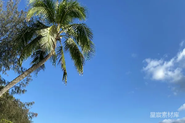 高清摄影 海滩上的棕榈树靠近大海