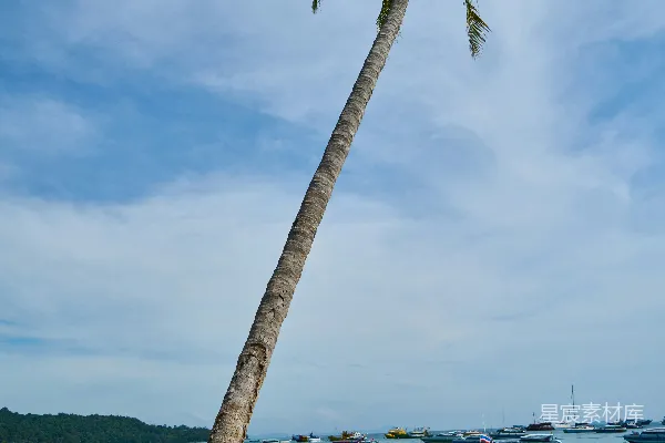 高清摄影 海滩上的棕榈树和水中的船只
